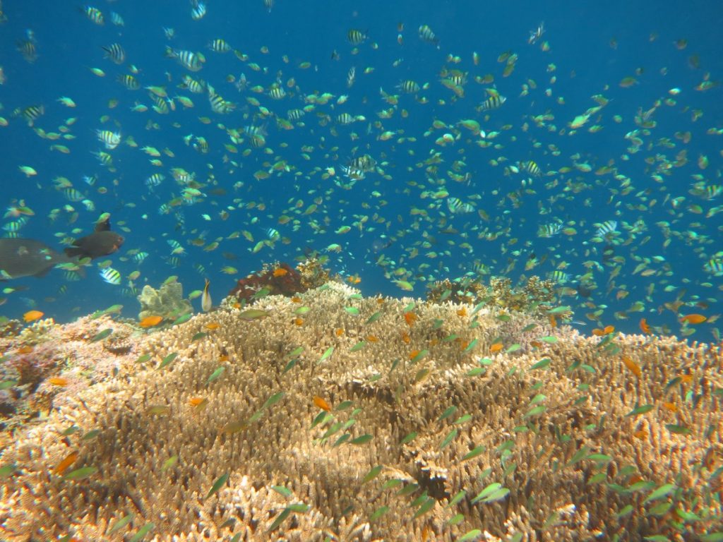 Menjangan Island