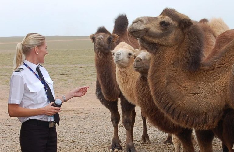 camels