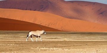 KLM naar Windhoek