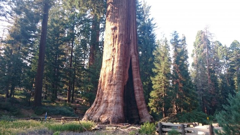 Sequoia