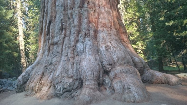 Sequoia