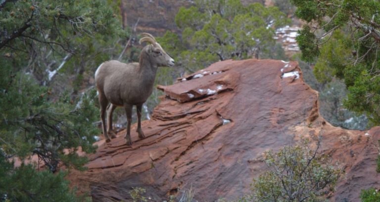 Amerika, National park, nationale parken, Zion, Zion National Park, Las Vegas