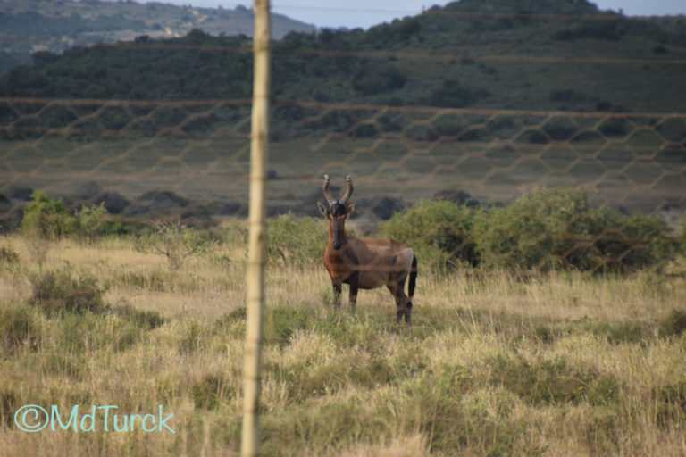 Een lange rit naar het zuiden, op bezoek bij Addo Elephant Park