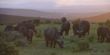 Een lange rit naar het zuiden, op bezoek bij Addo Elephant Park