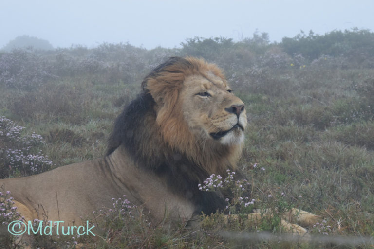 Een lange rit naar het zuiden, op bezoek bij Addo Elephant Park