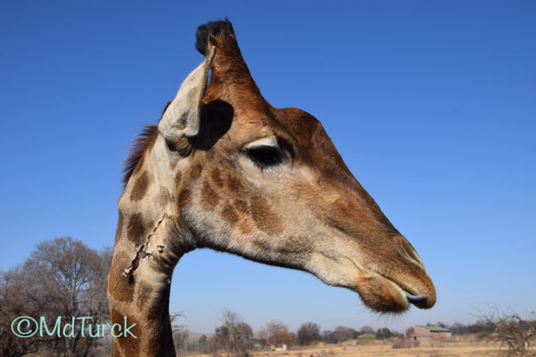 Aanraders in de omgeving van Johannesburg