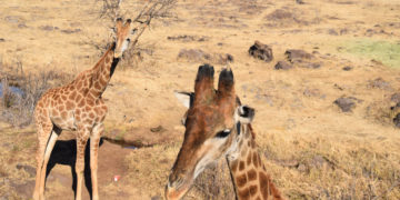 Aanraders in de omgeving van Johannesburg