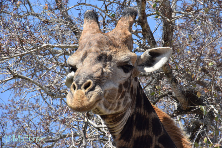 Bezoek aan Nelspruit & Kruger National Park