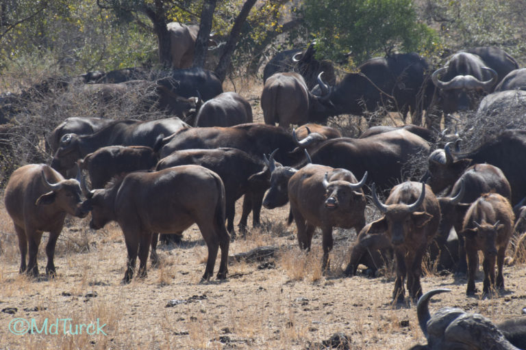 Bezoek aan Nelspruit & Kruger National Park