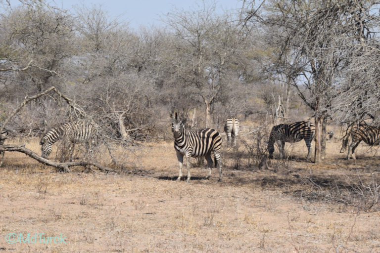 Bezoek aan Nelspruit & Kruger National Park