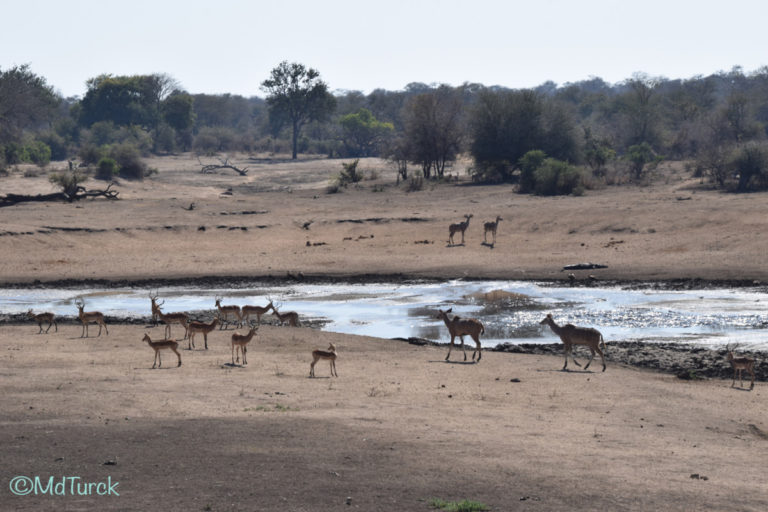 Bezoek aan Nelspruit & Kruger National Park