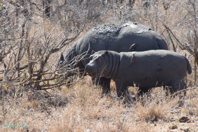 Bezoek aan Nelspruit & Kruger National Park