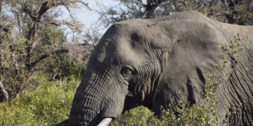 Bezoek aan Nelspruit & Kruger National Park