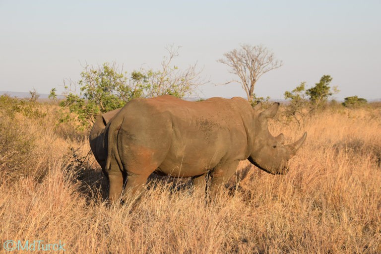 Bezoek aan Nelspruit & Kruger National Park