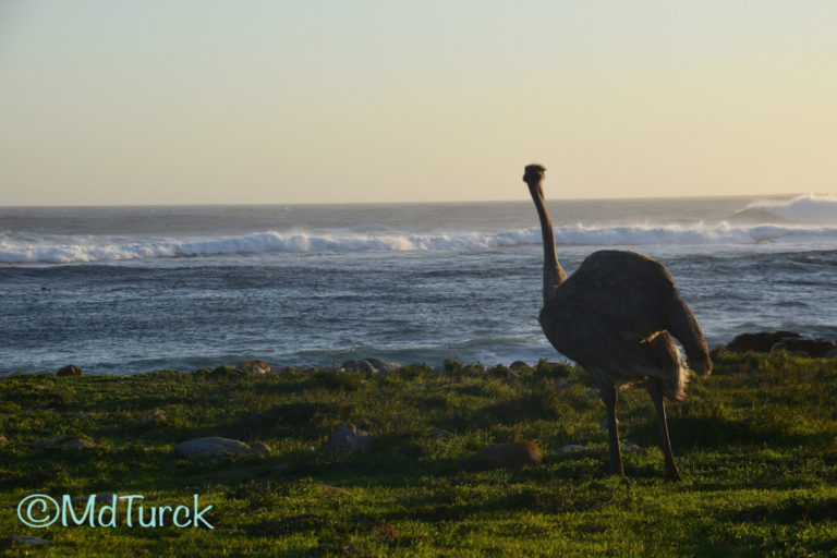 Kaap de Goede Hoop, Simon’s Town en Vishoek