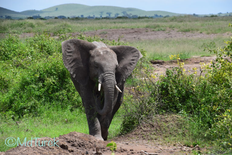 Trip introductie – Safariland Kenia