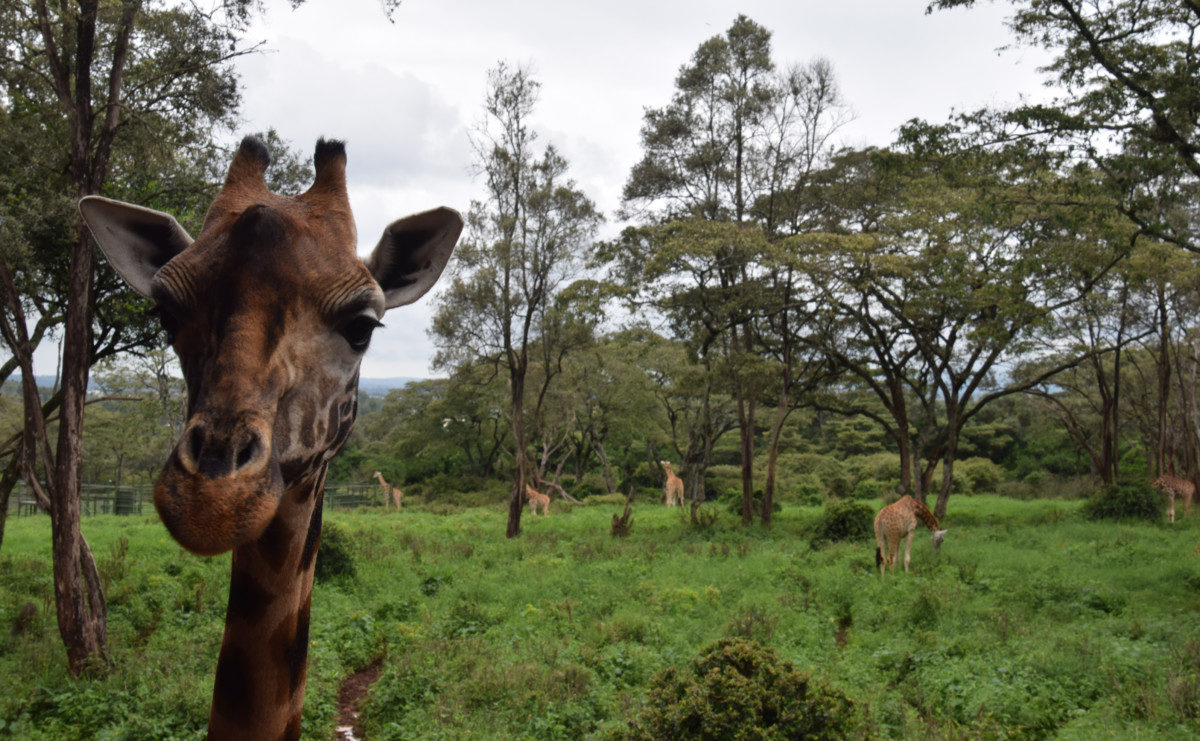 Bestemmingstips Nairobi, Kenia