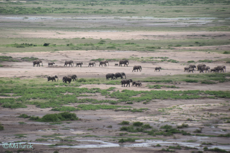 Op zoek naar de olifanten en leeuwen? Bezoek Amboseli National Park!