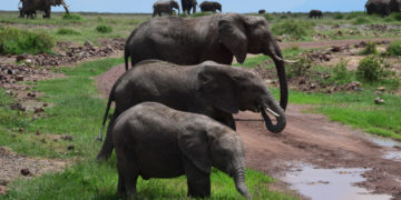 Op zoek naar de olifanten en leeuwen? Bezoek Amboseli National Park!