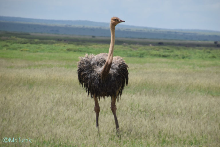 Op zoek naar de olifanten en leeuwen? Bezoek Amboseli National Park!