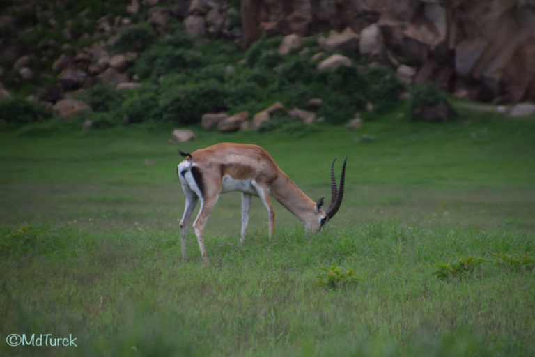 Wandel of fietsafari? Dat kan in Hells Gate National Park