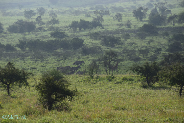 Op zoek naar de olifanten en leeuwen? Bezoek Amboseli National Park!