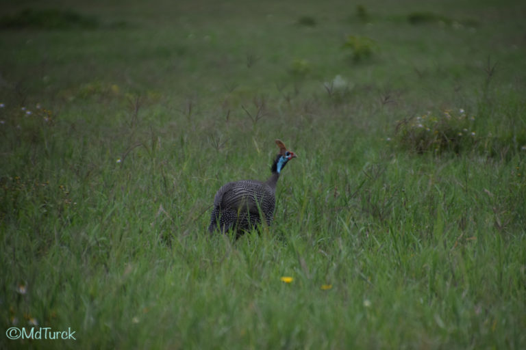 Wandel of fietsafari? Dat kan in Hells Gate National Park