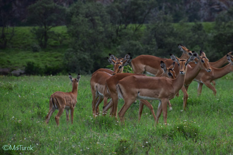 Wandel of fietsafari? Dat kan in Hells Gate National Park