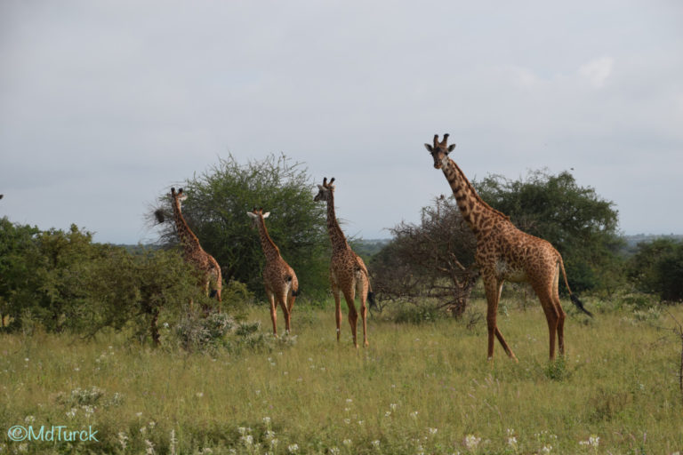 Op zoek naar de olifanten en leeuwen? Bezoek Amboseli National Park!