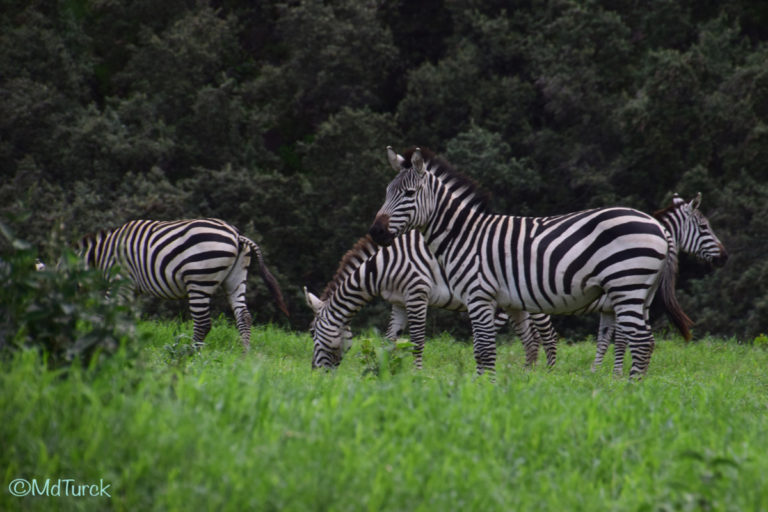 Wandel of fietsafari? Dat kan in Hells Gate National Park