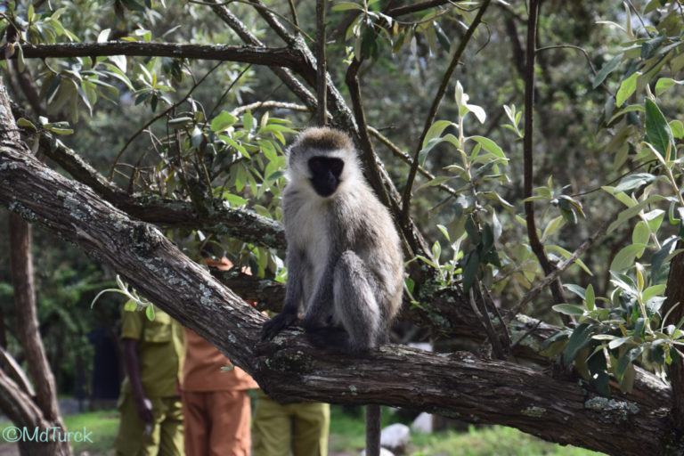 Wandel of fietsafari? Dat kan in Hells Gate National Park