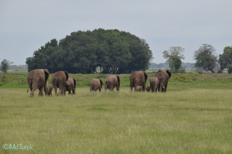 Op zoek naar de olifanten en leeuwen? Bezoek Amboseli National Park!