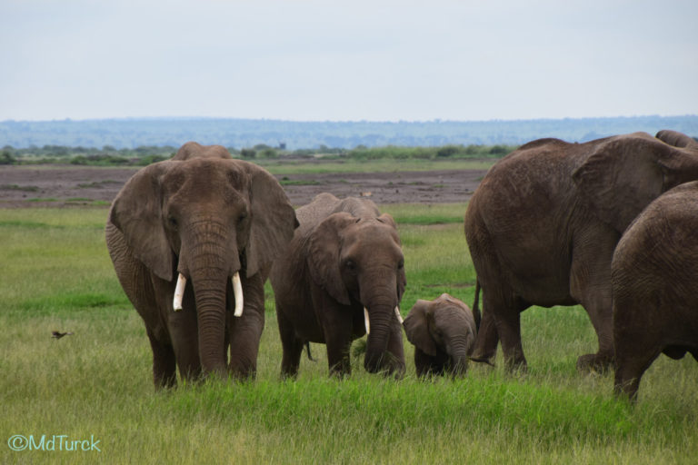 Op zoek naar de olifanten en leeuwen? Bezoek Amboseli National Park!