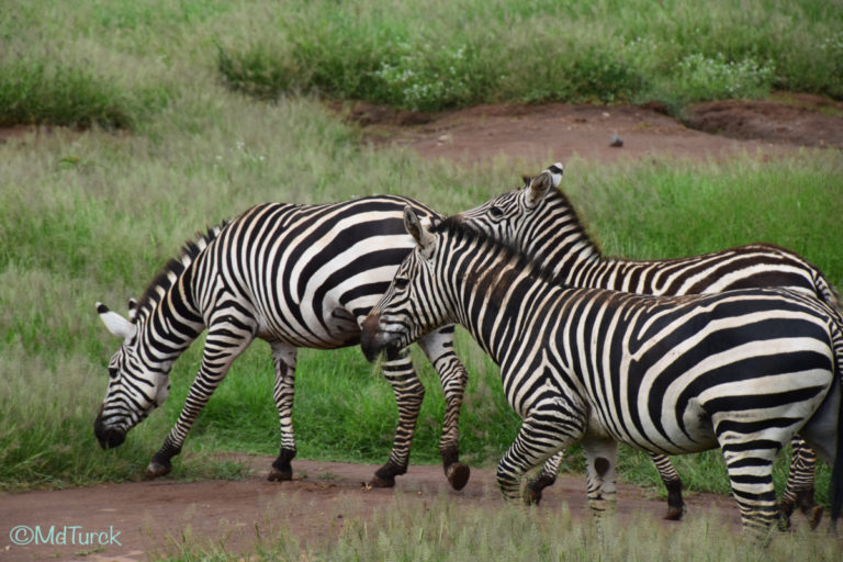 Op zoek naar de olifanten en leeuwen? Bezoek Amboseli National Park!