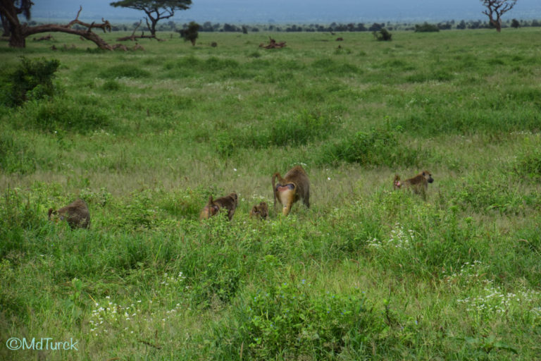 Op zoek naar de olifanten en leeuwen? Bezoek Amboseli National Park!