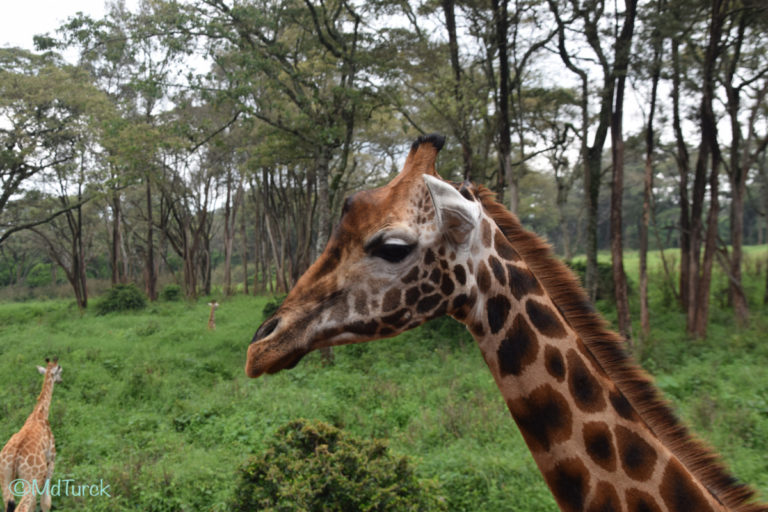 Bestemmingstips Nairobi, Kenia