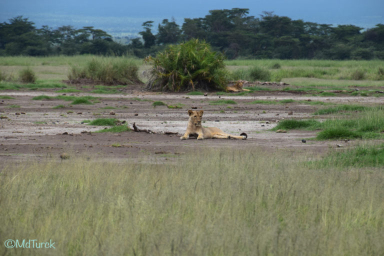 Op zoek naar de olifanten en leeuwen? Bezoek Amboseli National Park!