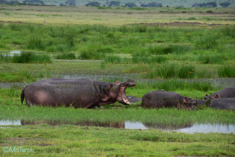 Op zoek naar de olifanten en leeuwen? Bezoek Amboseli National Park!