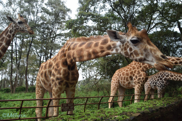 Bestemmingstips Nairobi, Kenia