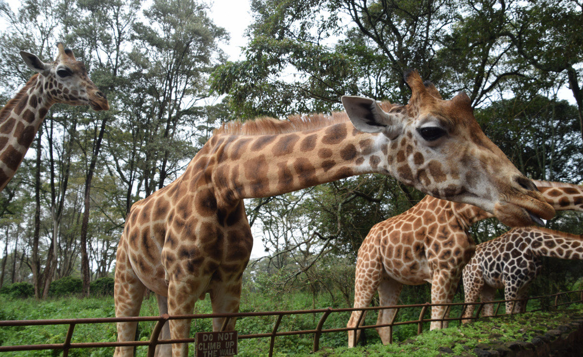 Bestemmingstips Nairobi, Kenia