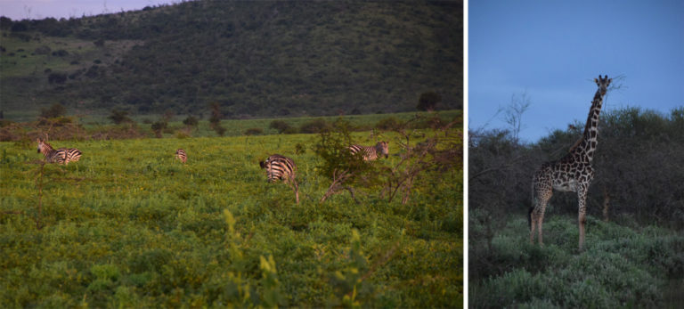 Review - Airbnb Maasai Simba Camp, Amboseli National Park