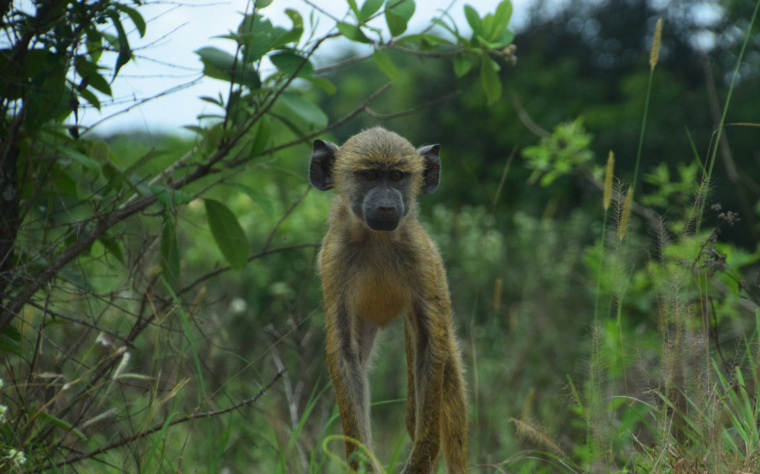 Bestemmingstips: Diani Beach & Omgeving - Kenia