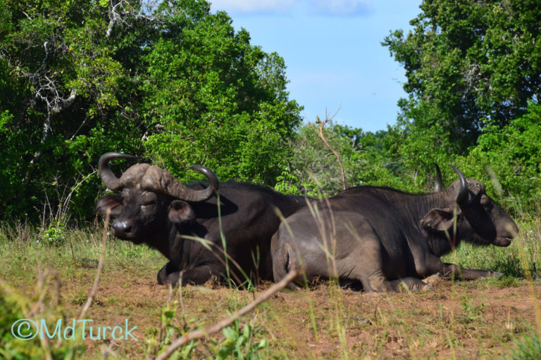 Bestemmingstips: Diani Beach & Omgeving - Kenia