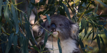 Bestemmingstips – Zuid-Australië & Philip Island