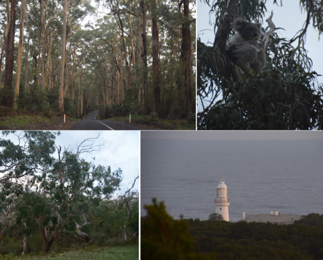 Bestemmingstips: Great Ocean Road (Bells Beach, Cape Otway & Port Campbell)