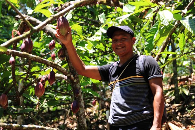 Aangeplant bos in combinatie met cacaobomen in Panama (Bron: KLM)