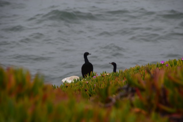 Tips & verblijf Santa Cruz – Californië