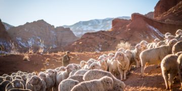 Een kudde schapen in Tschüi in Kyrgistan (Bron: Unsplash / Patrick Schneider)