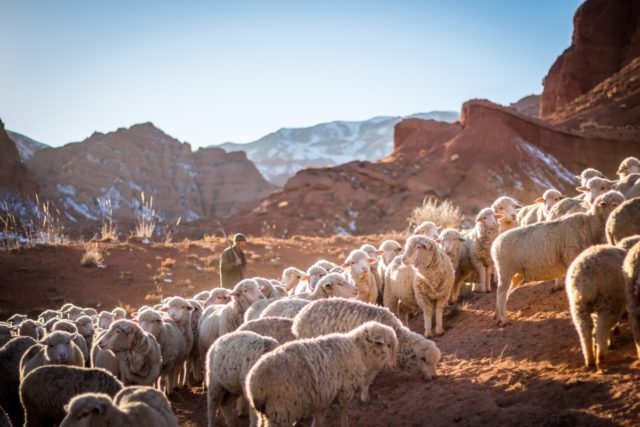 Een kudde schapen in Tschüi in Kyrgistan (Bron: Unsplash / Patrick Schneider)