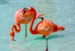 Flamingo op Aruba